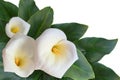 White color Calla Lily flowers. Blooming Calla, isolated, close up photo.