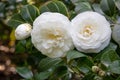 White color Camellia flowers, closeup photo;