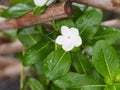 White color Common name West Indian, Madagascar, Bringht eye, Indian, Cape, Pinkle-pinkle, Vinca, Cayenne jasmine, Rose periwinkle Royalty Free Stock Photo