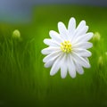 white color daisy on grass