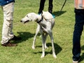 White Color Dog of Hortaya borzaya Breed