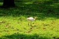 White Color Egret Bird Ready To Fly Royalty Free Stock Photo