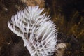 A white color Feather-duster worm or giant fanworm