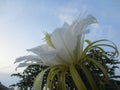 Dragon fruit in bloom Royalty Free Stock Photo