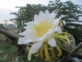 Dragon fruit in bloom Royalty Free Stock Photo