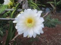 Dragon fruit in bloom Royalty Free Stock Photo