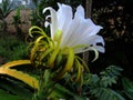 Dragon fruit in bloom Royalty Free Stock Photo