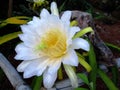 Dragon fruit in bloom Royalty Free Stock Photo