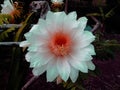 Dragon fruit in bloom Royalty Free Stock Photo