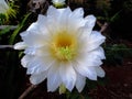 Dragon fruit in bloom Royalty Free Stock Photo