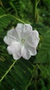 White color flower with green leaves background rn