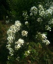 This white color flower plant are very attractive artistic beautiful and natural