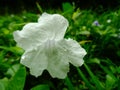 White color flower