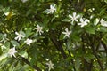 white color flowers images Royalty Free Stock Photo