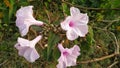 Four Flower With Different side looking Themselves