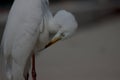 White color Great egret water bird portrait