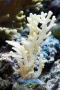 White color of hard corals is coral bleaching. The main cause of coral bleaching is heat stress resulting from high sea