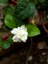 White color Jasminum sambac or mogra or Arabian jasmine flower and leaves
