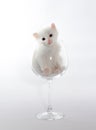 White color kitten sitting in a large wine glass