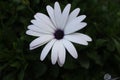 White color long petals flower with purple center