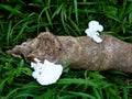 White color mushroom or conk on a decaying log, selective focus