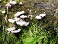 White color mushroom or conk on a decaying tree, selective focus