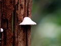 White color mushroom or conk on a decaying tree, selective focus