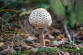 White color mushroom with round hat