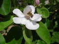 The white color of Quince trees