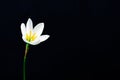 White color Rain Lily flower blooming in rain season on dark background with space for text Royalty Free Stock Photo