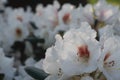 White rhododendron flower in bloom macro Royalty Free Stock Photo