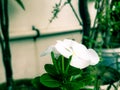 White color single flower photography green leaf natural photography