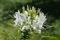 White color of Spider-Flower `Sparkler White` at full bloom in the summer Royalty Free Stock Photo