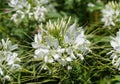 White color of Spider-Flower `Sparkler White` at full bloom Royalty Free Stock Photo