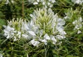 White color of Spider-Flower `Sparkler White` at full bloom Royalty Free Stock Photo