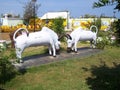 Kanyakumari, Tamil Nadu, India - October 7, 2008 White color stone statue of 2 fighting bulls