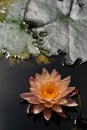 champagne gold color water lily Royalty Free Stock Photo