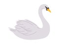 white color whooper swan bird wild nature animal have beak and long neck with beautiful feather