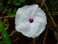 White wild flower