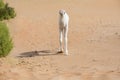 White colored baby camel in the desert.