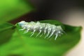White colored caterpillar with spikes crawling with a lot of legs underneath green leave.