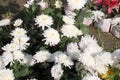 white colored chrysantheme rot tautropfen flower on farm Royalty Free Stock Photo