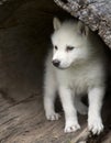 White colored Gray Wolf pup Royalty Free Stock Photo