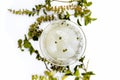 White colored Ice tea in a transparent cup isolated on white with some ice cubes and fresh bright leaves of holy basil.