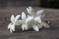 White colored Indian cork flower