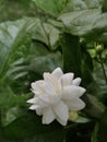 A white colored mogra flower.