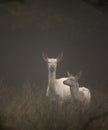 White colored red deer, Cervus elaphus, female and fawn standing in the early morning fog. Jaegersborg Dyrehave, the Royalty Free Stock Photo