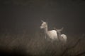 White colored red deer, Cervus elaphus, female and fawn standing in the early morning fog. Jaegersborg Dyrehave, the