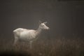 White colored red deer, Cervus elaphus, female standing in the early morning fog. Jaegersborg Dyrehave, the Deer Park