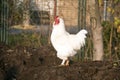 White colored rooster Royalty Free Stock Photo